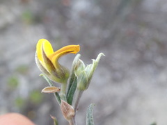 Rhynchosia chrysoscias