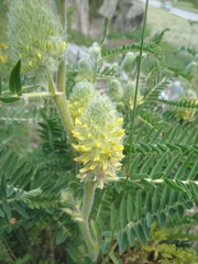 Astragalus alopecurus