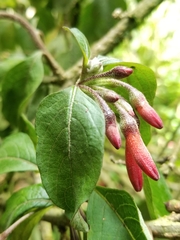 Iochroma fuchsioides