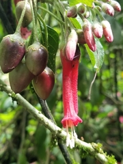 Iochroma fuchsioides