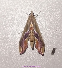 Agathodes designalis