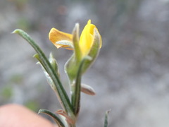 Rhynchosia chrysoscias