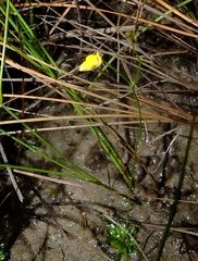 Genlisea filiformis