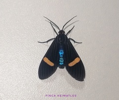 Aclytia taeniata