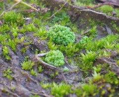 Sphaerocarpos europaeus