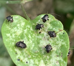 Halticini