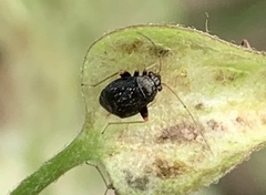 Halticini
