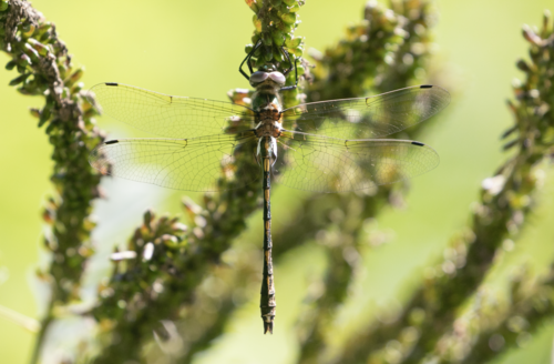 Photo of Orange-spotted Emerald (Oxygastra curtisii)