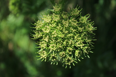 Laserpitium nitidum