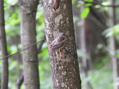 Phoenicurus phoenicurus