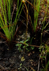 Genlisea filiformis