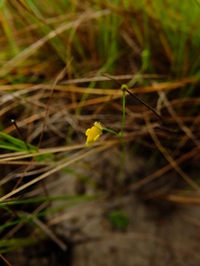 Genlisea filiformis