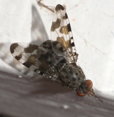 Pseudotephritis approximata
