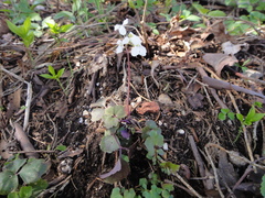 Cardamine trifolia