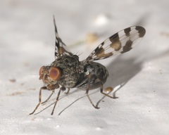 Pseudotephritis approximata