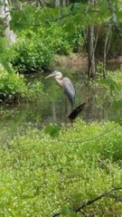 Ardea herodias