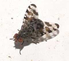 Pseudotephritis approximata
