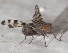 Pseudotephritis approximata