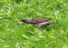 Turdus pilaris