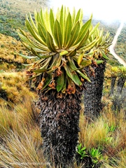 Espeletia hartwegiana