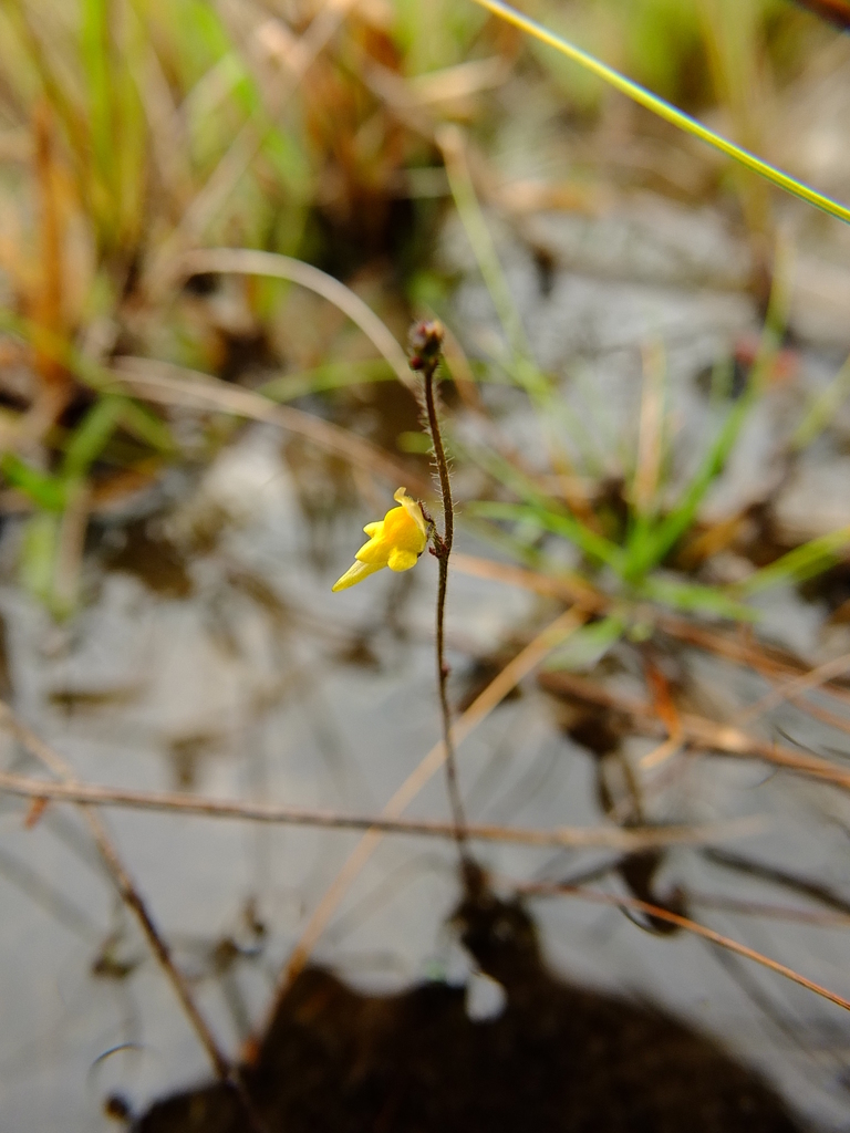Genlisea oxycentron P.Taylor