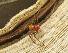 Synema parvulum