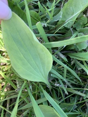 Plantago
