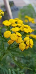 Tanacetum vulgare