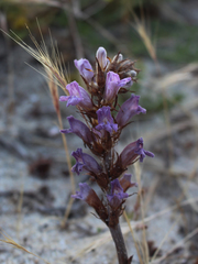 Phelipanche arenaria