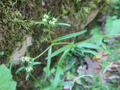 Valerianella dentata