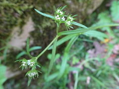Valerianella dentata
