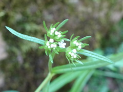 Valerianella dentata