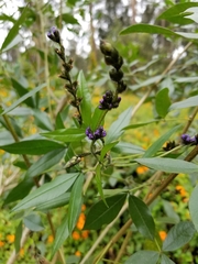 Otholobium mexicanum