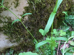 Valerianella dentata