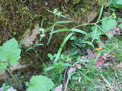 Valerianella dentata