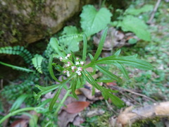 Centranthus calcitrapae