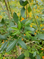 Otholobium mexicanum