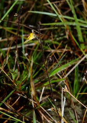Genlisea oxycentron