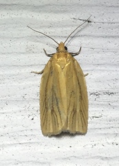 Clepsis clemensiana