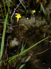 Genlisea oxycentron