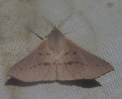 Oenochroma phyllomorpha