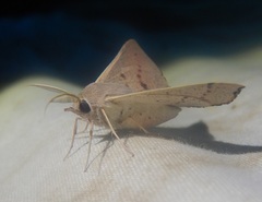 Oenochroma phyllomorpha