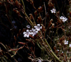 Limonium galilaeum