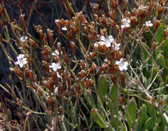 Limonium galilaeum