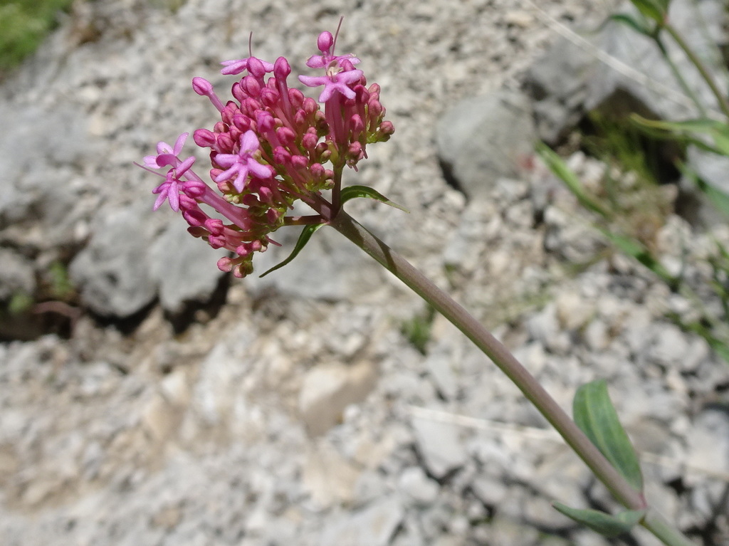 Centranthus lecoqii