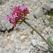 Centranthus lecoqii - Photo (c) Thomas Koffel, some rights reserved (CC BY), uploaded by Thomas Koffel