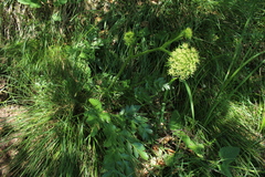 Laserpitium nitidum