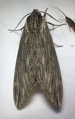 Sphinx canadensis