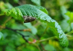 Syricoris lacunana