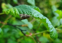 Syricoris lacunana